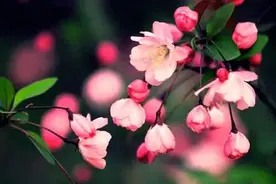 英雄回来了，海棠花开了！江北新区新晋网红已上线，我们这里见！图片