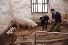 带着智残儿子养猪致富后，他想将技术免费传授给更多残疾人图片