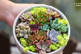 多肉植物组盆—手把手玩起来图片
