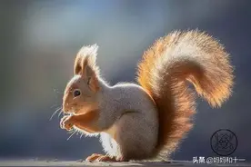 和孩子一起用英语说：毛茸茸的（尾巴）图片