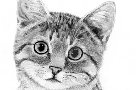 超写实，素描，美术 小猫画图片