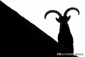它们可能被掠食，但更多时候是“帅气”图片