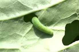 萝卜、白菜生青虫，不用农药，改用Bt生物杀虫剂，环保又安全图片