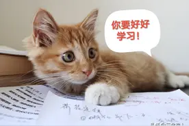 行走的表情包，登登猫系列2，拿走不谢图片