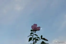 39岁女人：我和男闺蜜旅游半个月怀孕了，老公直接让我一无所有了图片