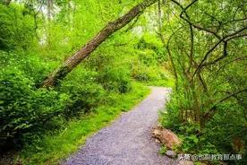 中考作文“爷爷与爸爸的互怼日常”问题诊断和升格示范图片