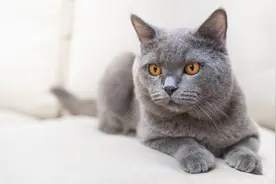 常见的英国短毛猫分类及价格，想成为铲屎官的可以参考一下图片