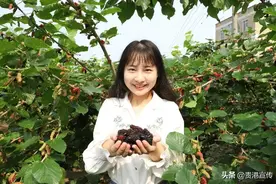 乡村振兴，且看贵港这个村的“酸甜”产业有多“牛”图片