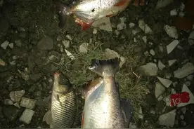 食人鱼？南京钓友夜钓收获两条“红腹怪鱼”，钓友：差点被咬出血图片