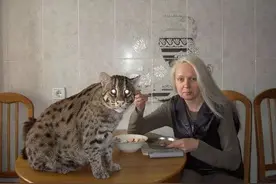 俄罗斯人养了只小猫不得了，长大后翻天了，杀鸡摸鱼一样不落图片