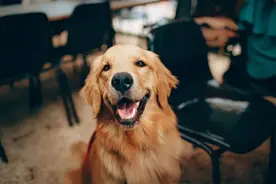 被咬了，还有不用打狂犬病疫苗的情况？图片