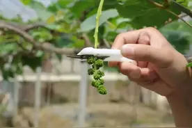 阳光玫瑰葡萄火热，优劣果价差别大，掌握花果管理技术，种出好果图片