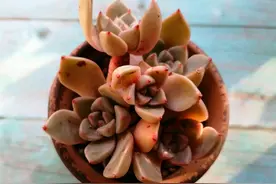 多肉叶尖发黑的3个原因，平时养护多注意，肉肉才会更美图片