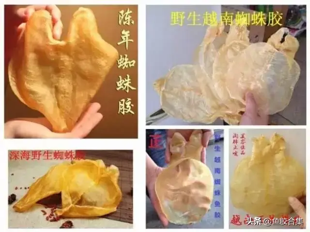 蜘蛛胶治咳嗽的功效 2026年蜘蛛胶可以治咳嗽吗