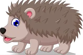 如何评价刺猬乐队(HedgeHog)及他们的歌曲？图片