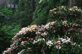 三清之恋，千年杜鹃为我作证，对她许下一世情缘图片