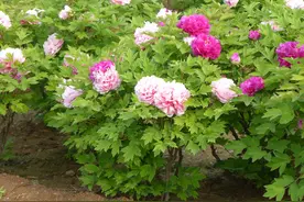 这些“漂亮花”，夏天赶紧剪，剪得越狠，开花越多，剪错了没花看图片