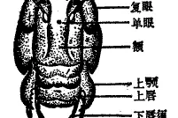 科普 | 昆虫各式各样的口器图片
