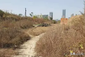 郑州三环内唯一的油菜地，明年春天来看油菜花图片