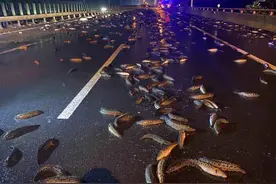 ​满地都是黑鱼！凌晨杭州高速突发货车追尾，司机急了：先救鱼图片