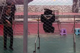 憨厚粗壮的熊熊，超乎想象的灵活图片
