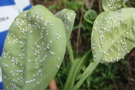 3种灭虫水，自己在家就能做，浇水兑一点，虫子都被灭图片
