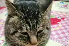 父亲的狸猫图片