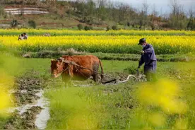 农民们对明年充满期待，因为“寡年遇上牛，瓮中米生虫”，啥意思图片