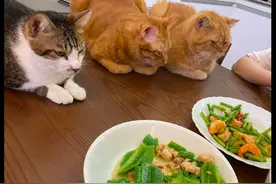 每当网友一家吃饭时，三只猫咪就跳到桌子上盯着看，压力很大啊图片