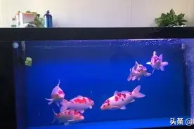 缸养锦鲤投食经验分享图片