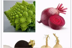 欧洲那些奇奇怪怪的蔬菜到底都是什么鬼？图片