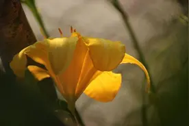 十二星座的说话风格有何不同？狮子喜欢引经据典，白羊很坦率图片