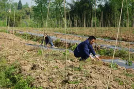 荒地搭建"扶贫车间" 特色种植助村民增收图片