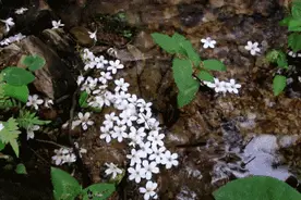 暮春：风住尘香花已尽，清风明月两相依图片