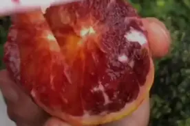 这种橙子一看就特别想吃，如果想自己栽培，在哪些地方适合种植？图片