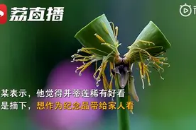 玄武湖网红并蒂莲被摘 罚款200元难防再犯图片