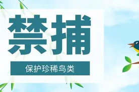 说法 | “红毛鸡”泡酒能治腰痛？大化2名男子相约捕鸟双双被判刑图片