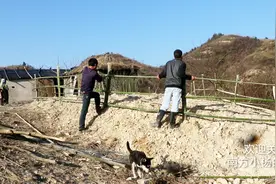 独居深山，小伙种的菜被牛吃了，没办法只好先把菜园子围起来在种视频封面