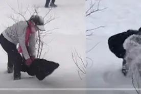 东北大妈坐雪地用雪洗貂皮，网友：这样洗好省钱图片