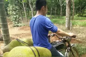 世界上最大的水果，没有之一图片