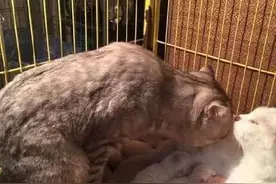 母猫生完宝宝，累的趴在地上不动，一旁公猫的行为让网友们感动图片