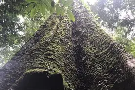 非洲土著深山寻宝，竟找到1200年灵物，结果被济南富豪重金买走！图片