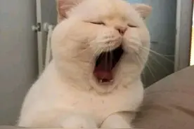 猫把你当“小朋友”养的4种表现，你不是在养猫，摆明是猫在养你图片