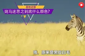斑马为什么没被驯服？来西瓜视频看看，人类驯服斑马的简血泪史图片
