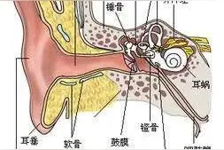 有人耳屎是干的，有人是湿的，两者有何不同？图片
