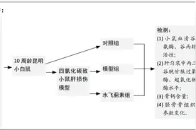 水飞蓟素对四氯化碳致小鼠肝损伤和骨代谢的影响图片