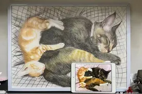 孕妇和猫真的不能共存吗？来看看我了解到的答案图片