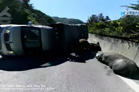 场面混乱！一群人在高速上抓猪图片