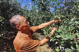 走向我们的小康生活|八家村：苹果树下的甜蜜生活图片