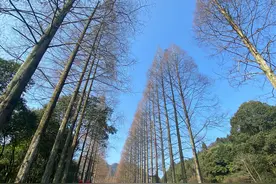 漫话道教名山：登青城山记图片